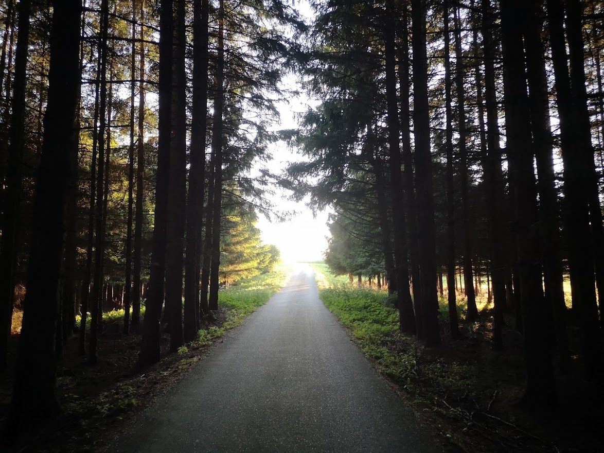Forest path towards Haiden