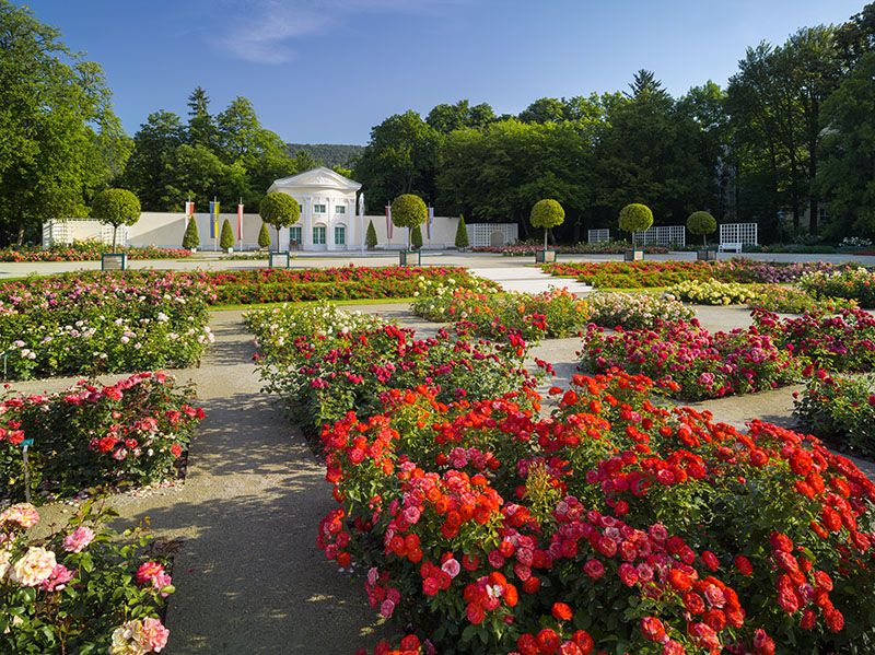 Rose garden with colorful flowers and a white building in the background.