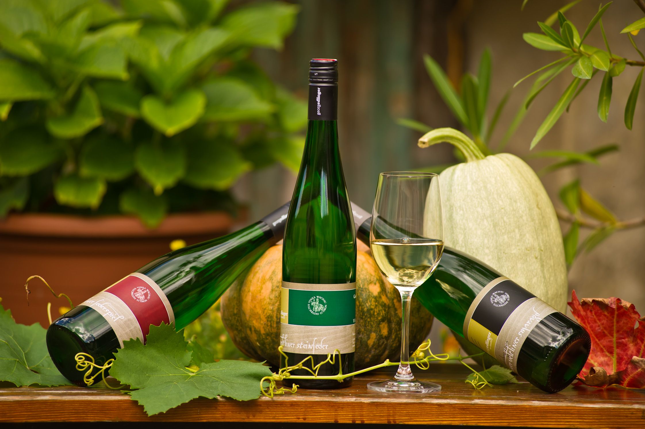 Three bottles of wine and a glass of white wine on a table with pumpkins and vine leaves.
