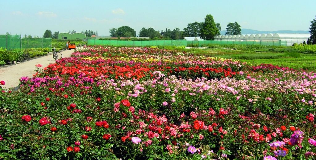 A large field with colorful flowers, greenhouses and a bicycle in the background.