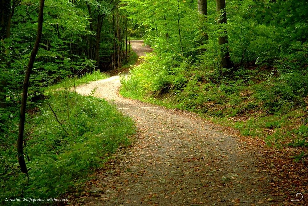 Forest path between Unter- and Oberhegerberger