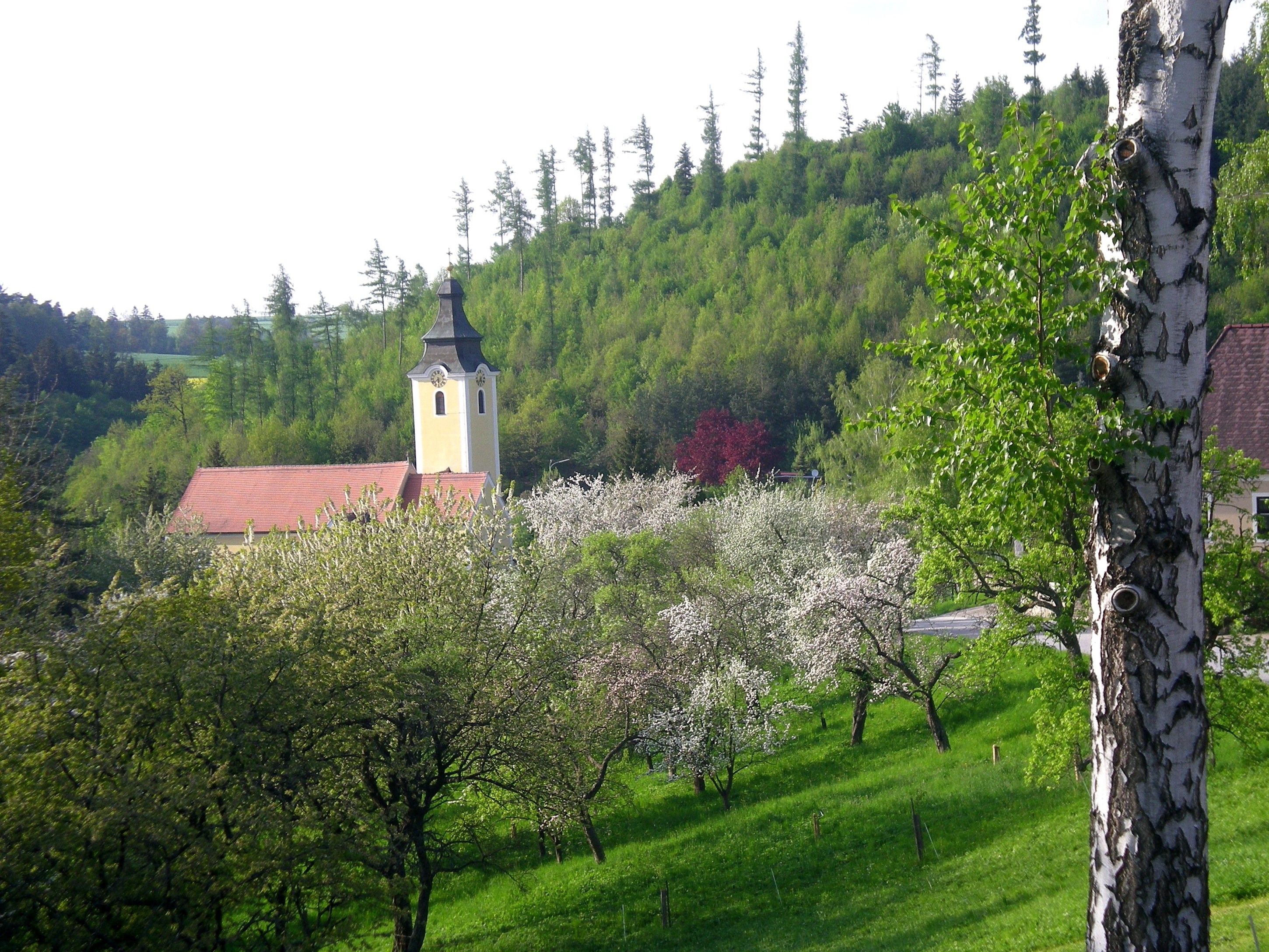Landscape with church, blossoming trees and green hill.