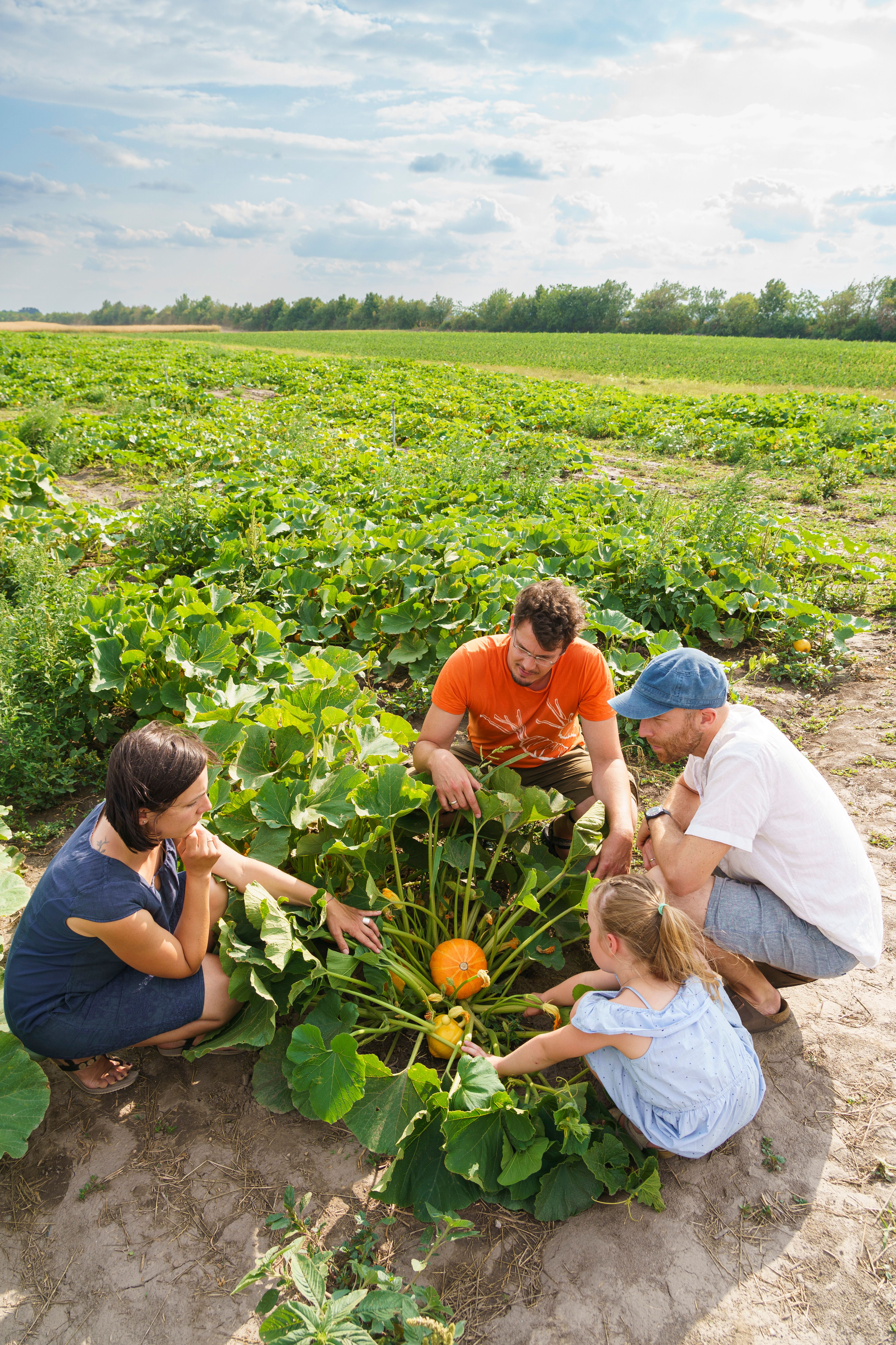 Four people are looking at a pumpkin in a field.