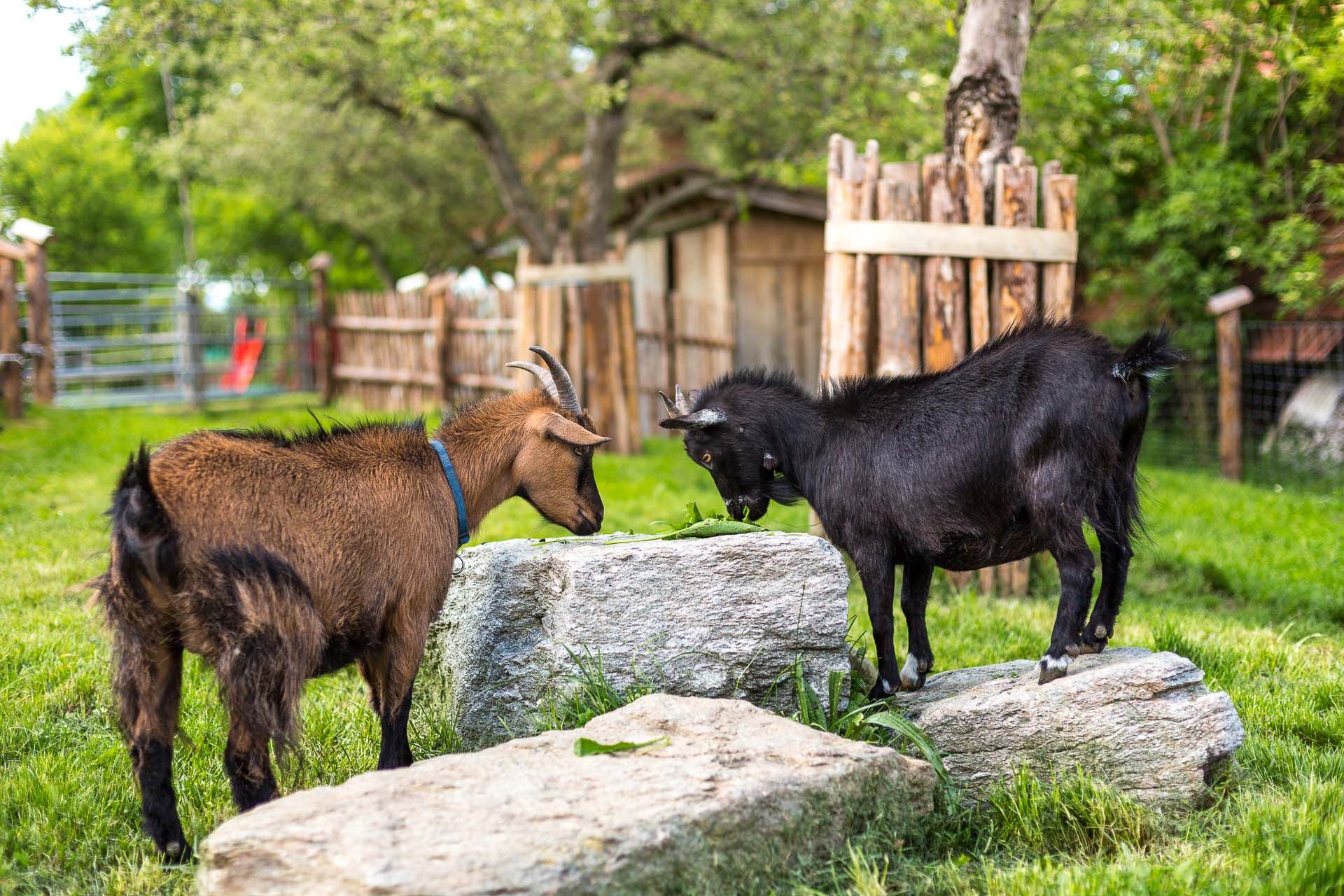 Two goats are standing on a stone in a green garden.