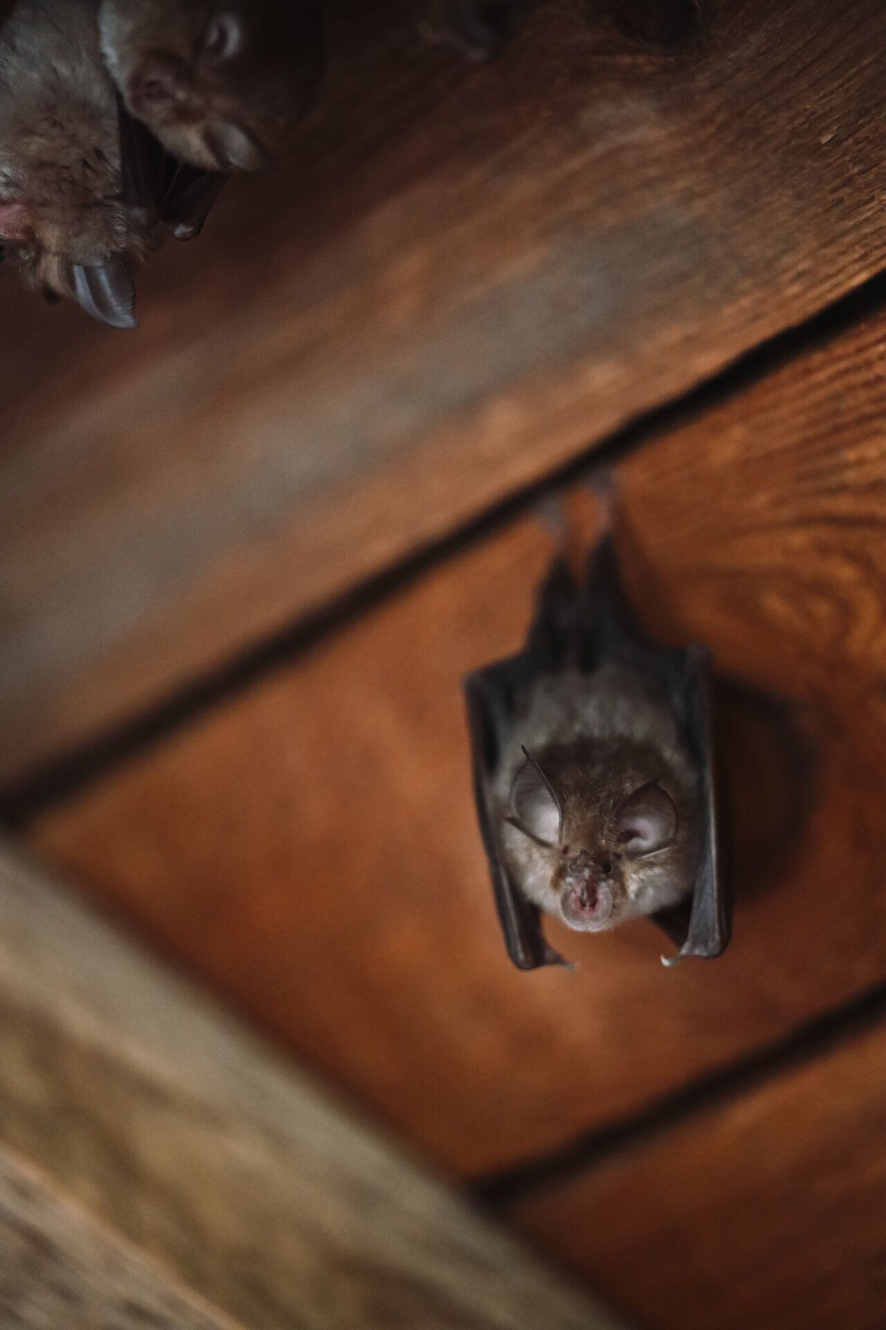 Close-up of a bat hanging upside down on a wooden surface.