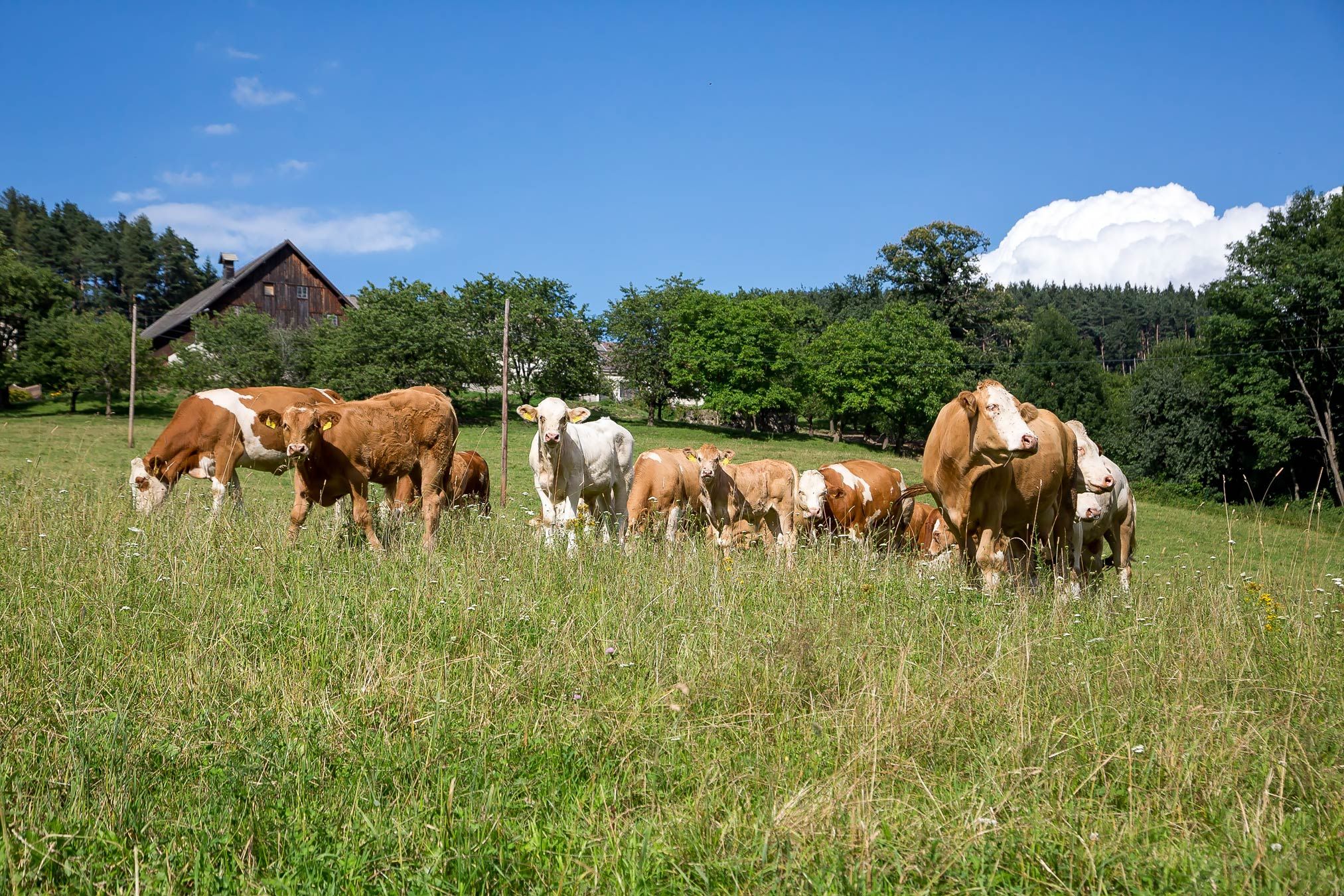 Cows graze on a green meadow with a farmhouse in the background.
