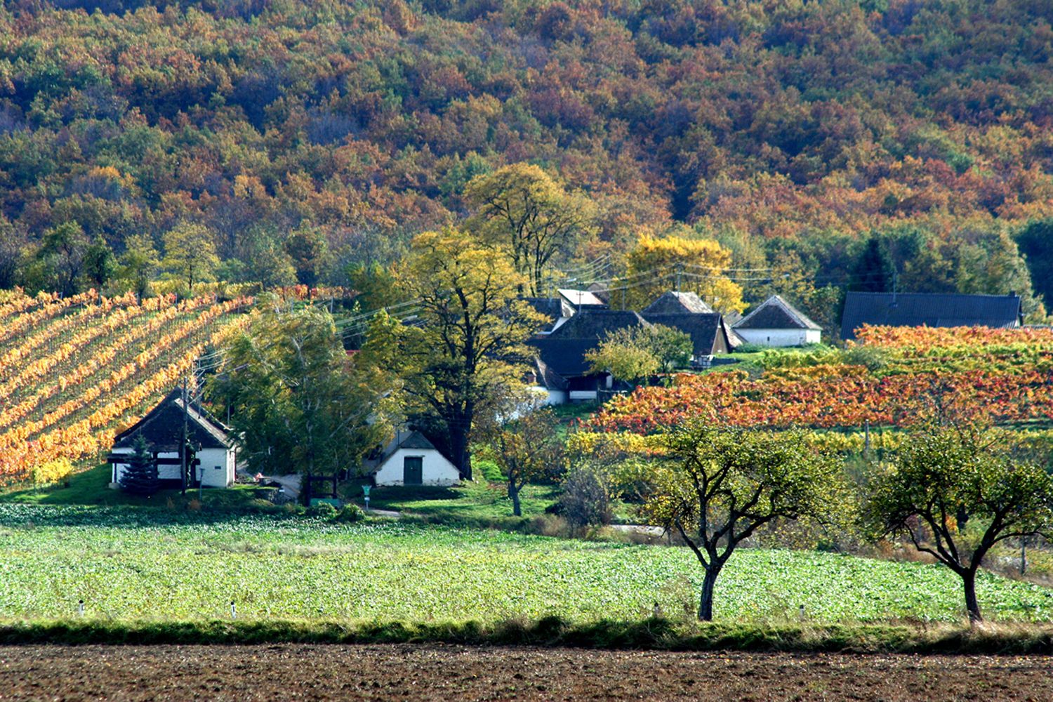 Landscape with vineyards and houses in the fall.
