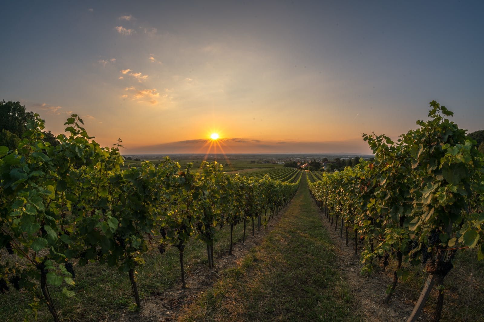 View over the vineyard
