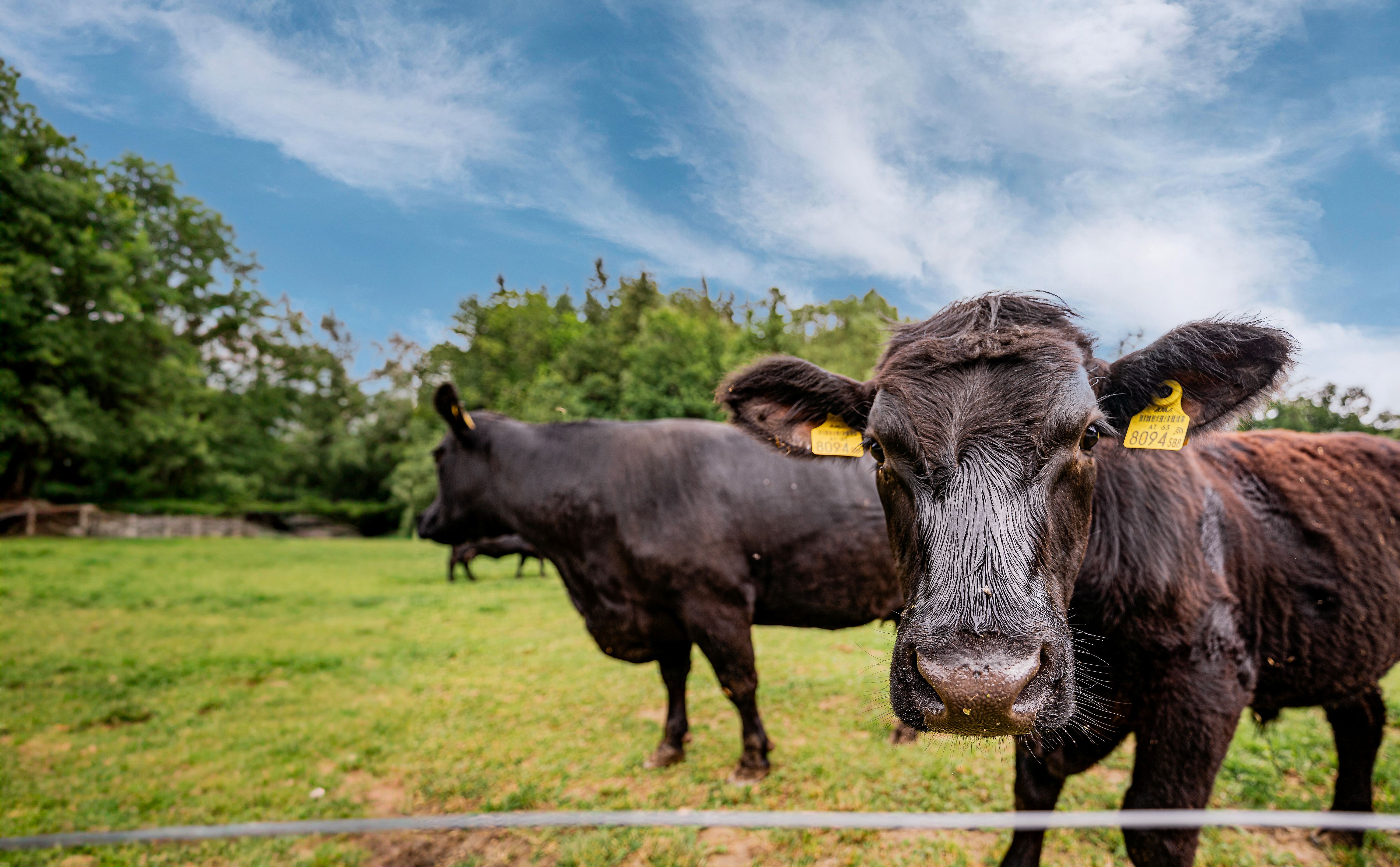 Two black cows in a green meadow with a blue sky in the background.