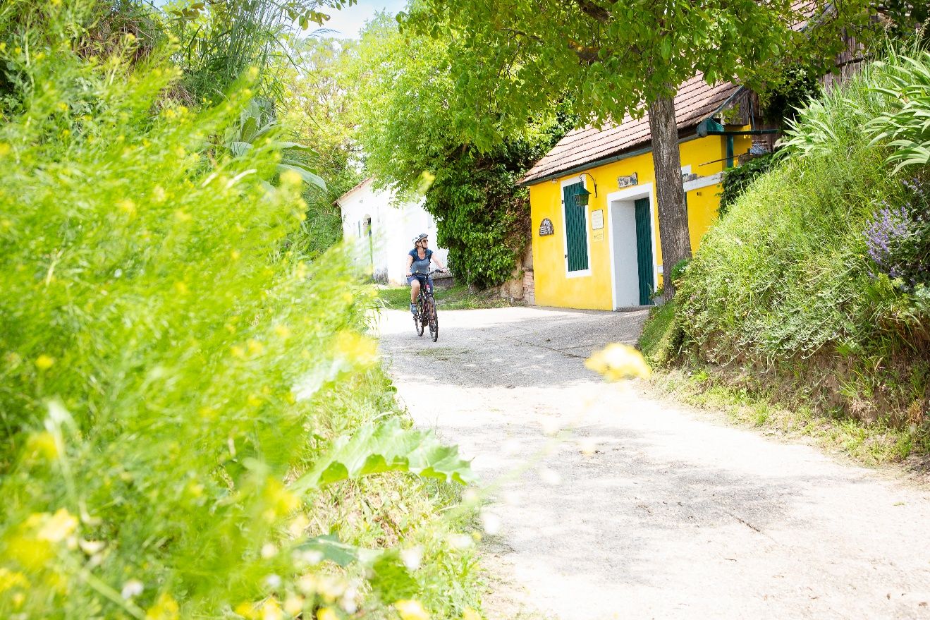 A person on a bicycle rides through a green, rural wine cellar lane with yellow and white buildings.