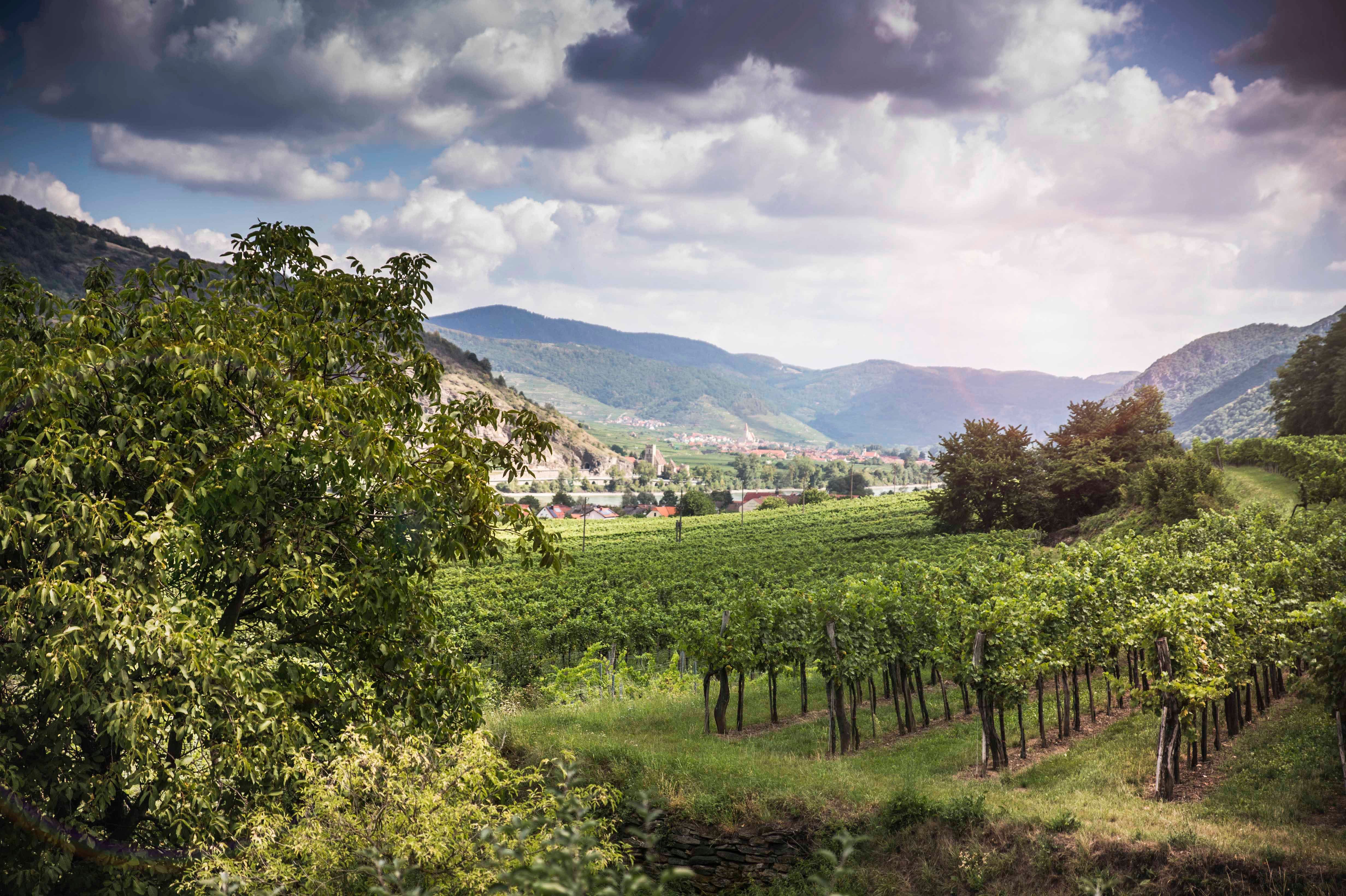 Vineyards and countryside in Rossatz-Arnsdorf, surrounded by hills and clouds.