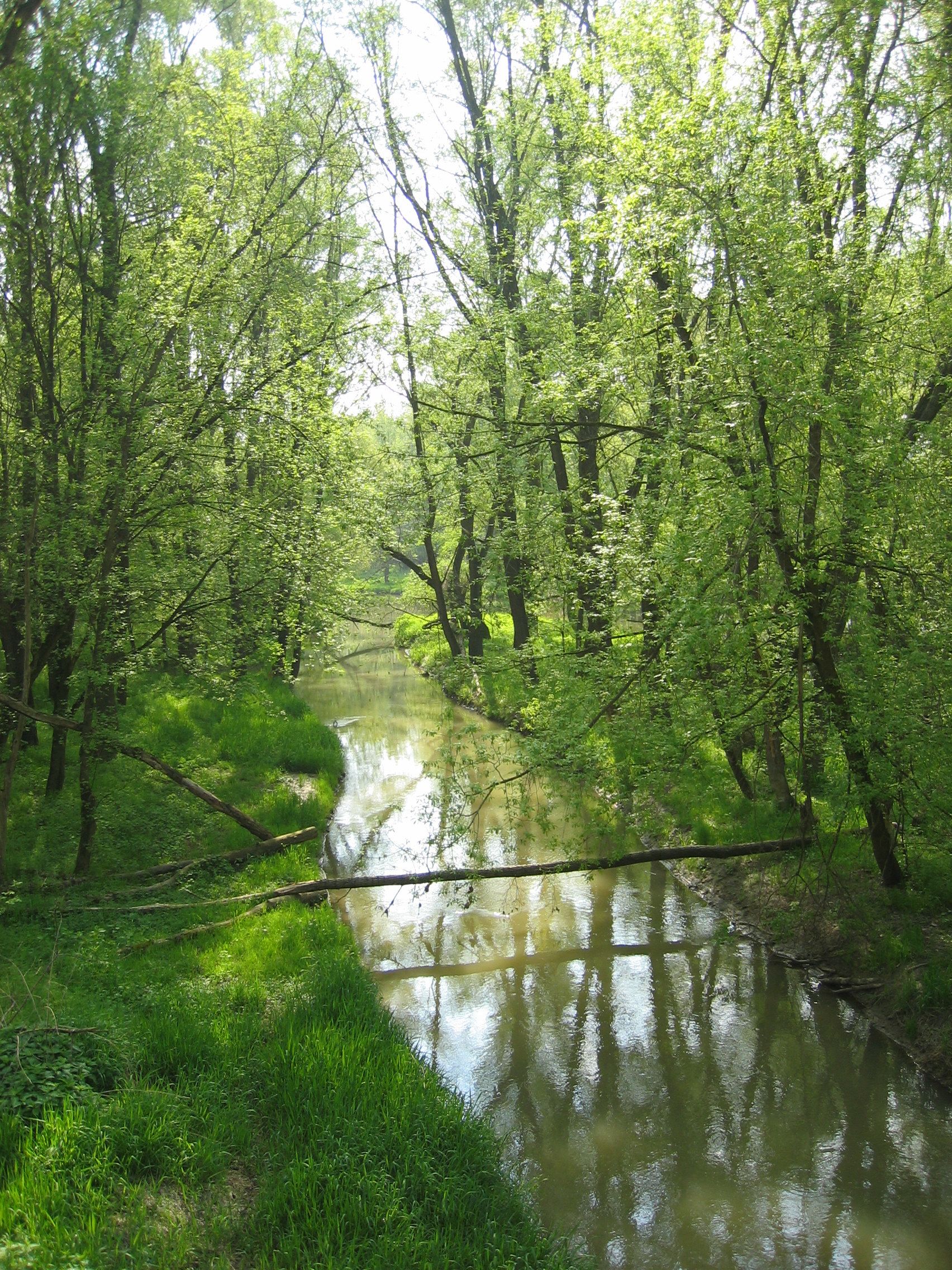 A calm river flows through a green forest with tall trees.