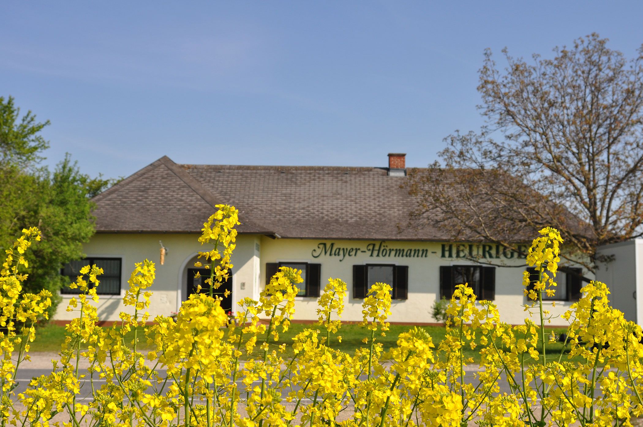 Exterior view of a wine tavern with yellow flowers in the foreground.