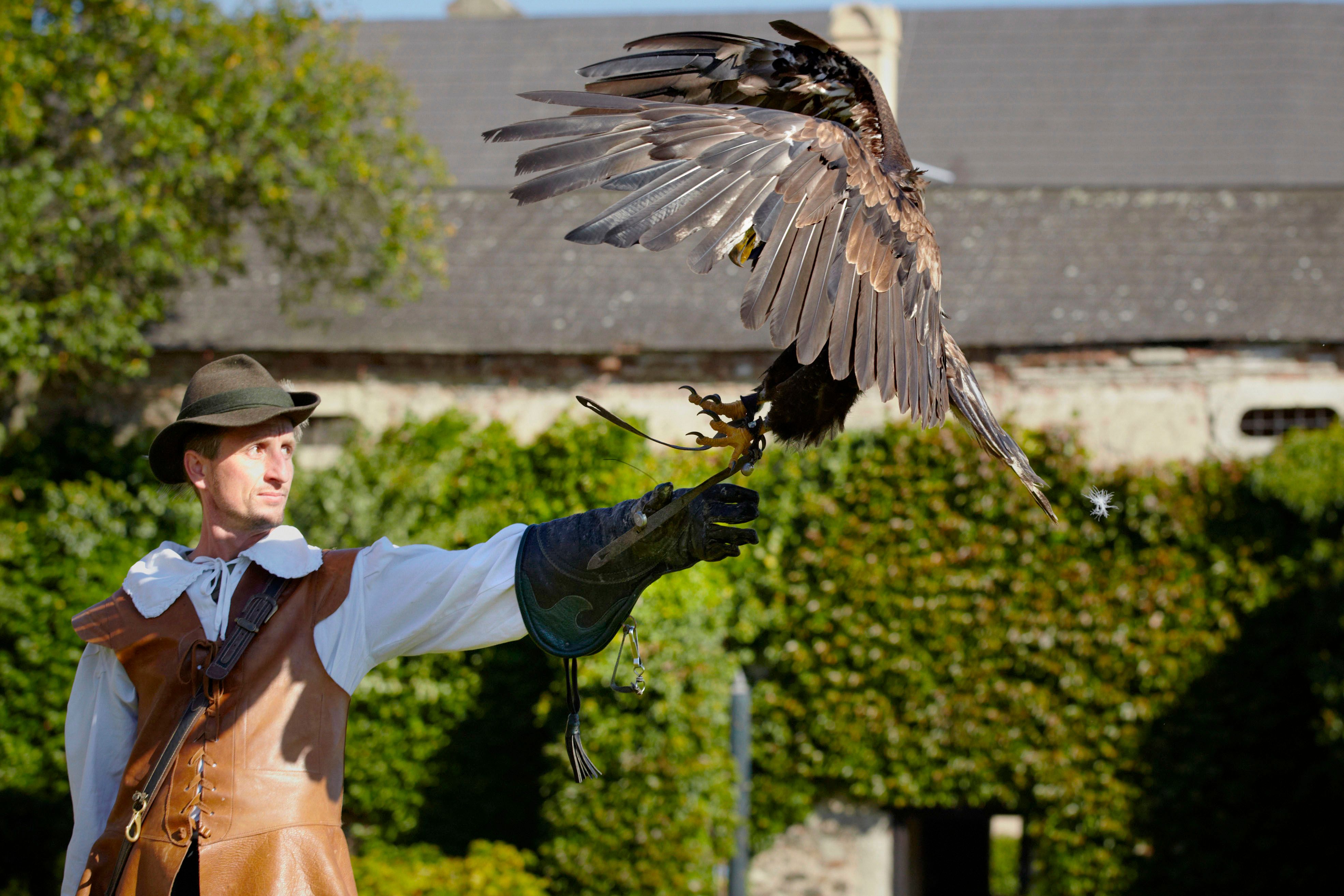 A falconer in traditional dress holds a bird of prey on his glove.