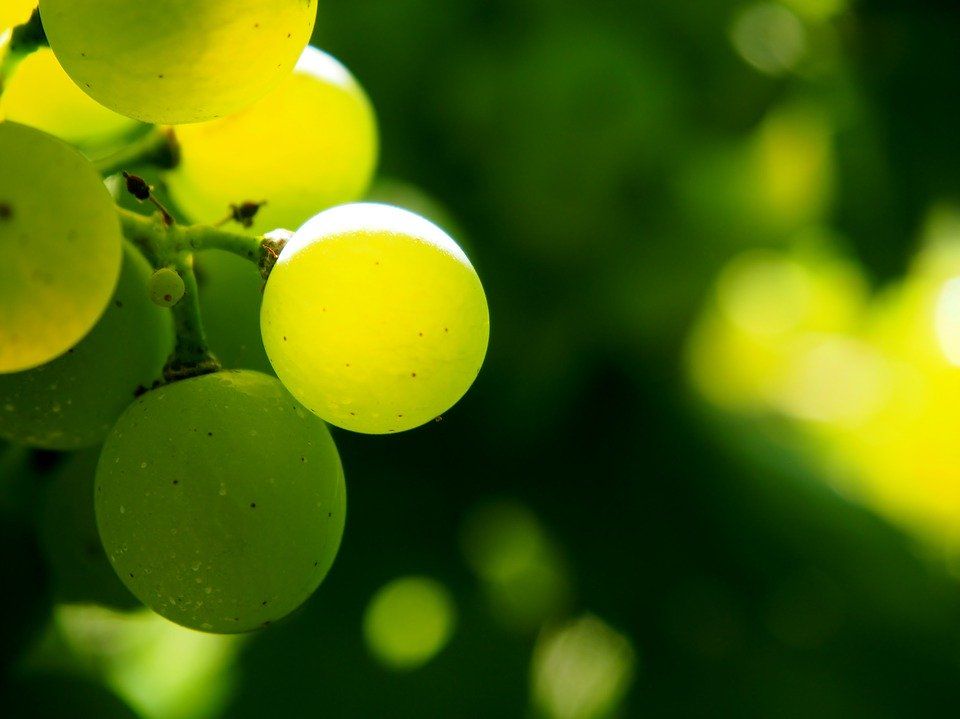 Viticulture Rosner