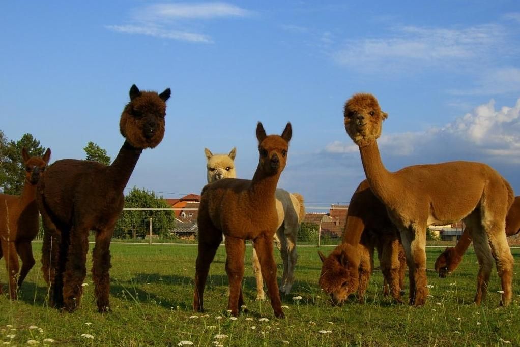 A group of alpacas stands on a green meadow under a blue sky.