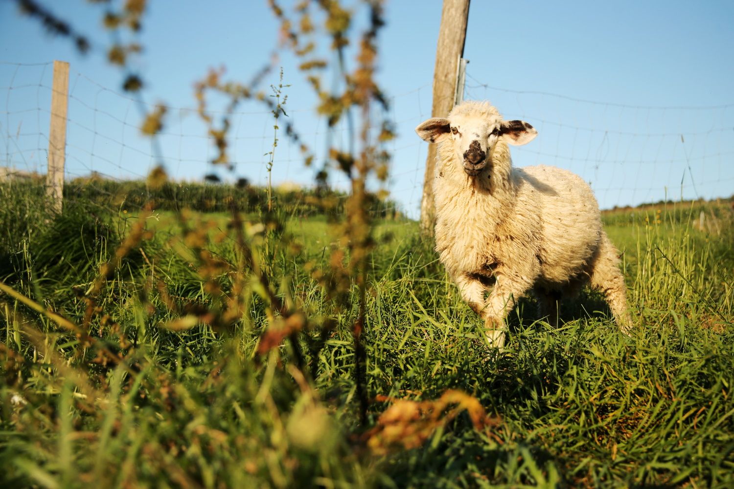 Sheep
