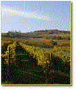 A vineyard with green rows of vines under a blue sky.