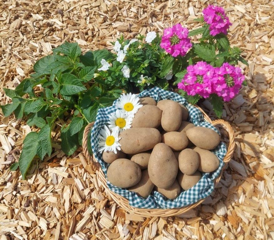 Waldviertel potatoes