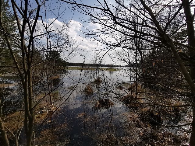 Bog varnish