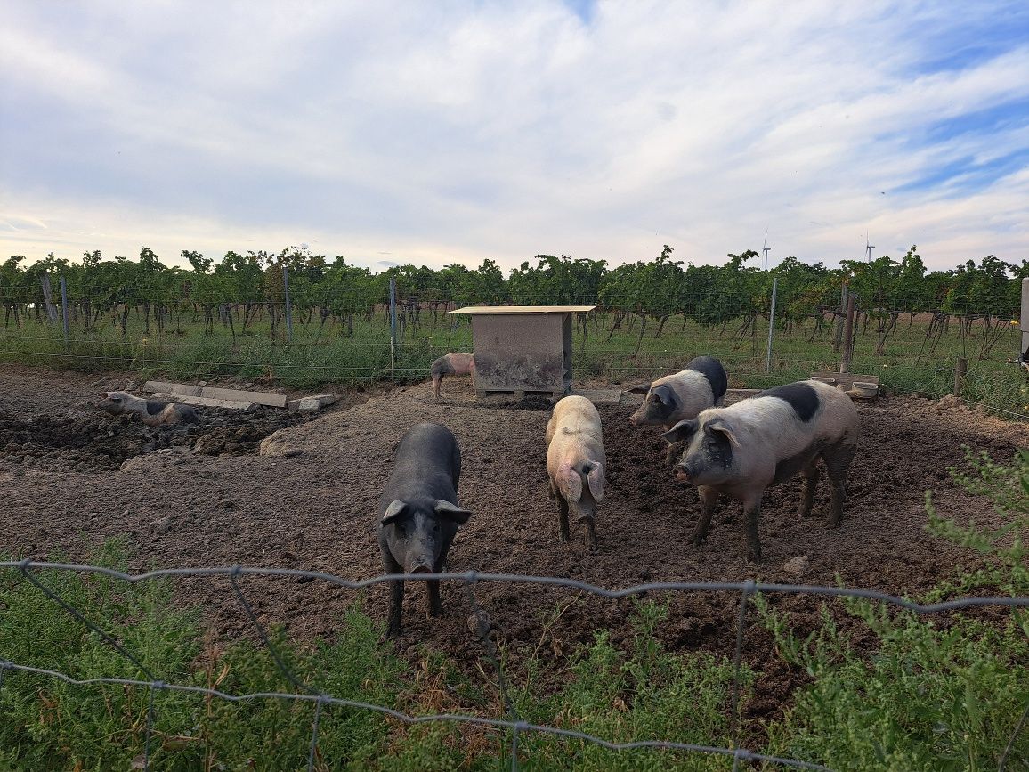 Free-range pigs