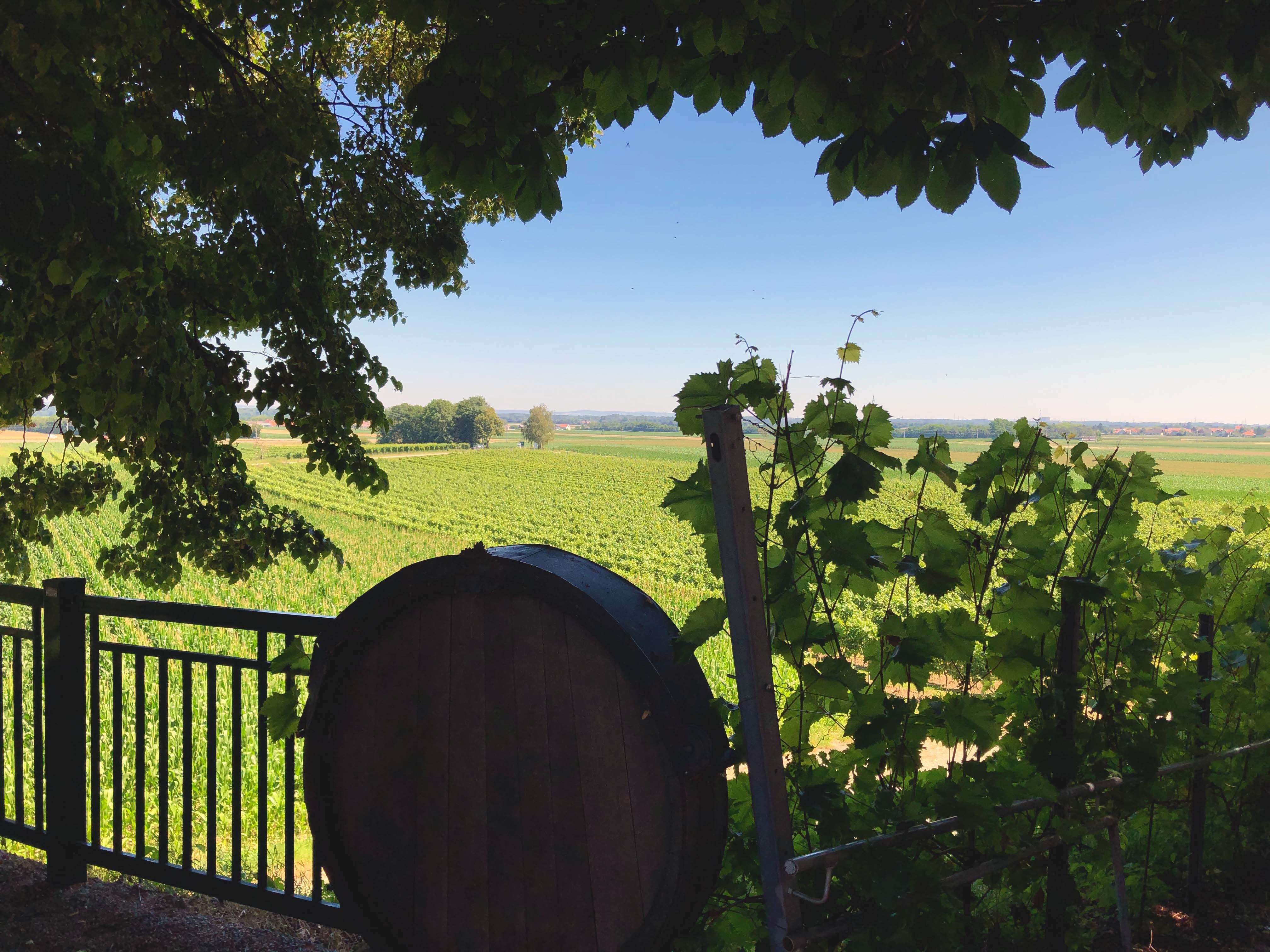 View of vineyards with a wine barrel in the foreground, framed by leaves.