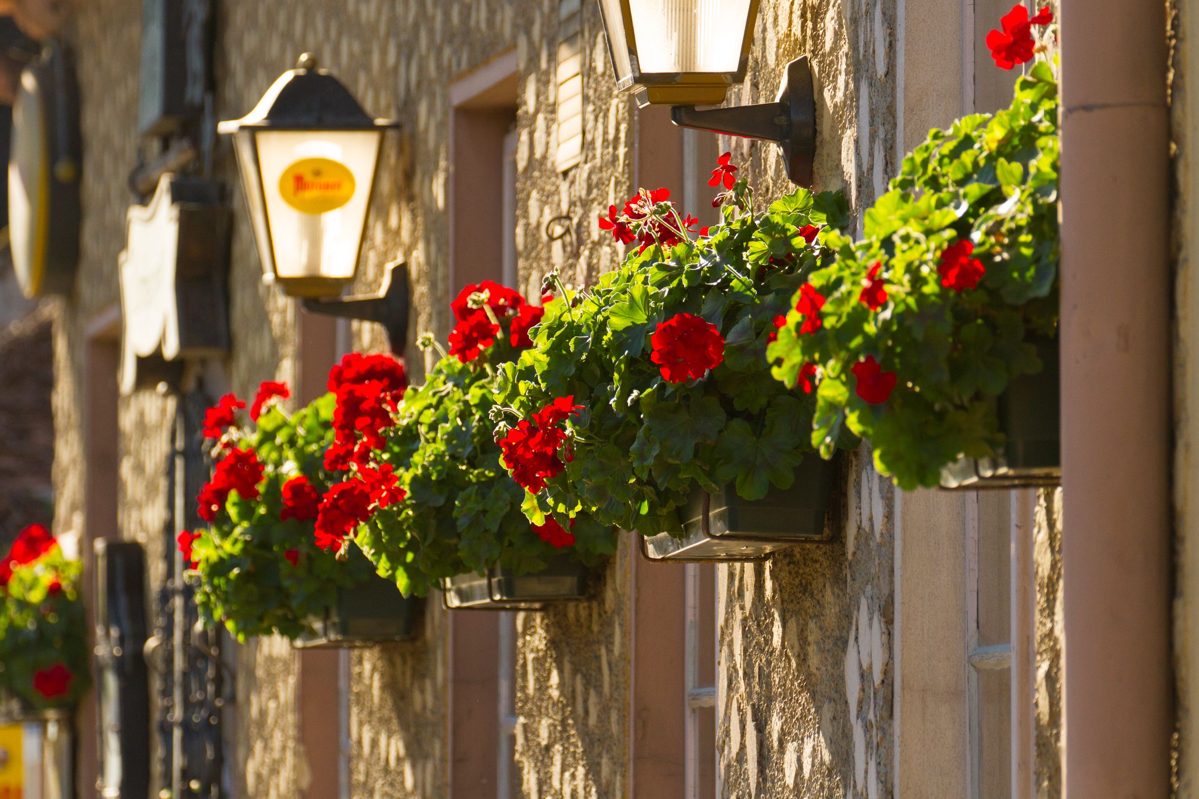 Facade of an inn with lanterns and flower boxes with red geraniums on the wall