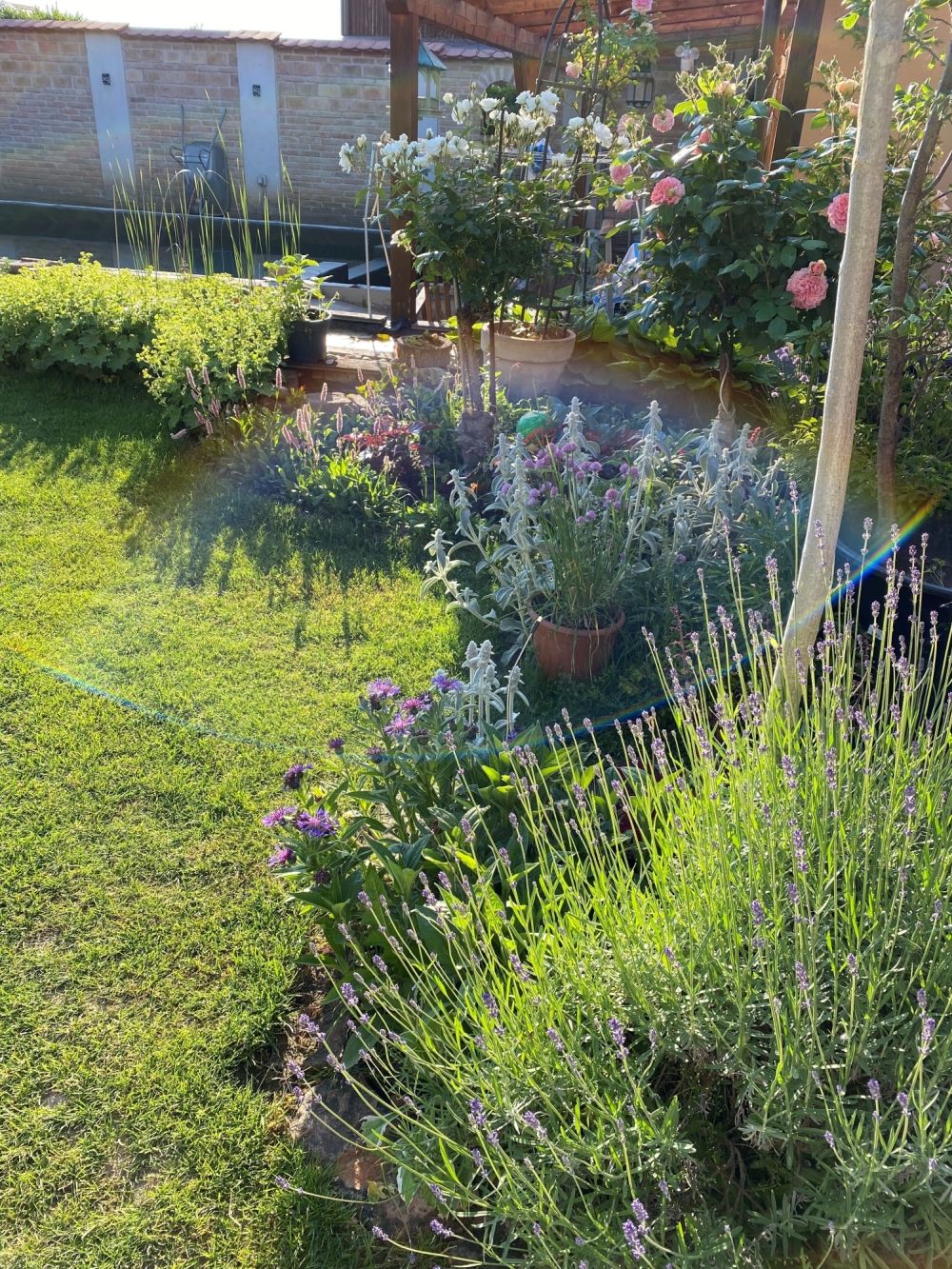 A blooming garden with roses, lavender and other plants in the sunshine.