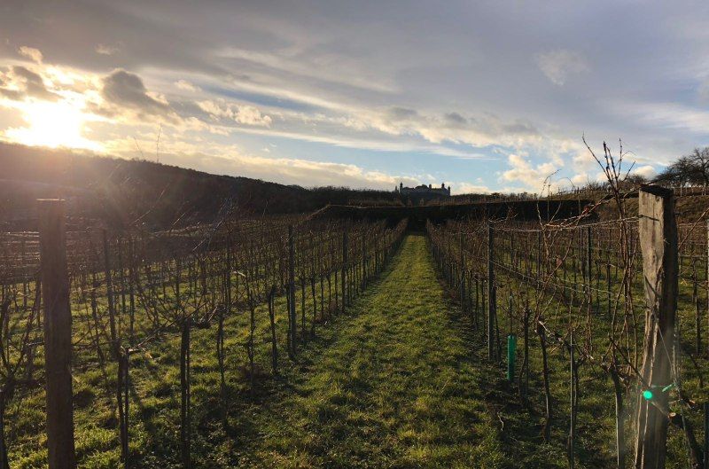 Vineyard with a view of Göttweig Abbey in the background at sunset.