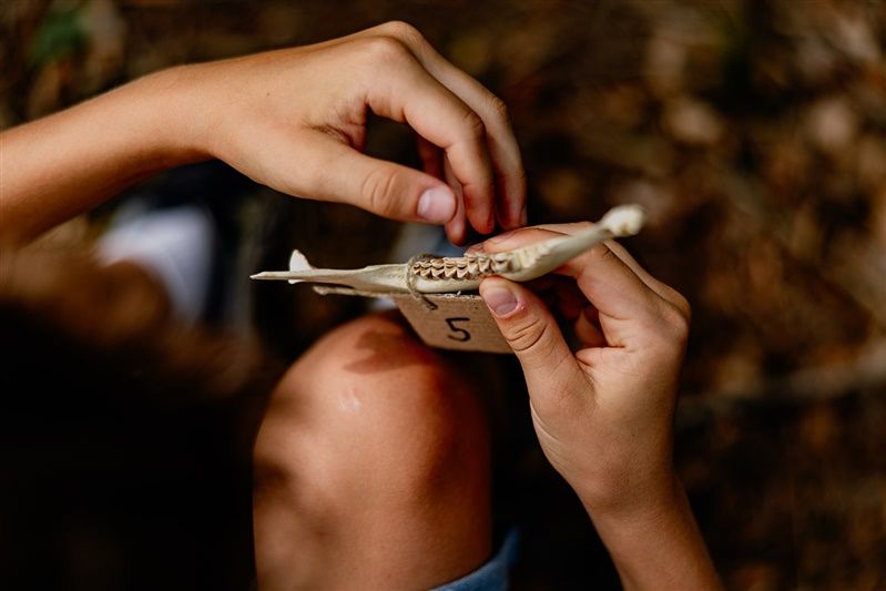 Close-up of hands holding an animal jawbone with teeth.