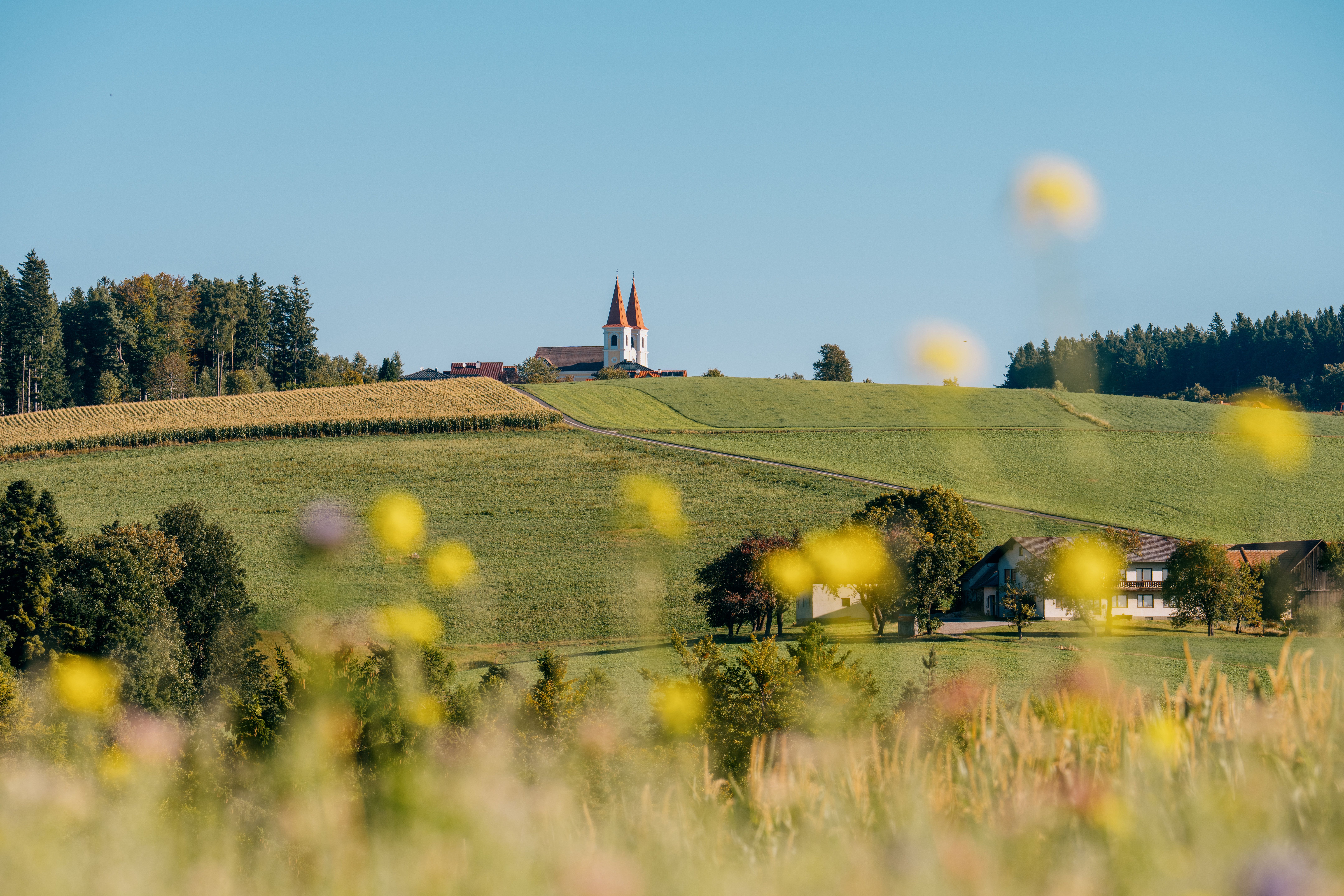 Landscape with pilgrimage church with two towers and red roofs on a hill and flowering meadows in the foreground.