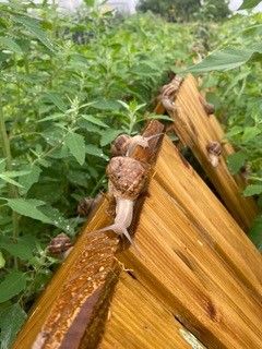Vine snails are crawling on a wooden fence in a green garden.