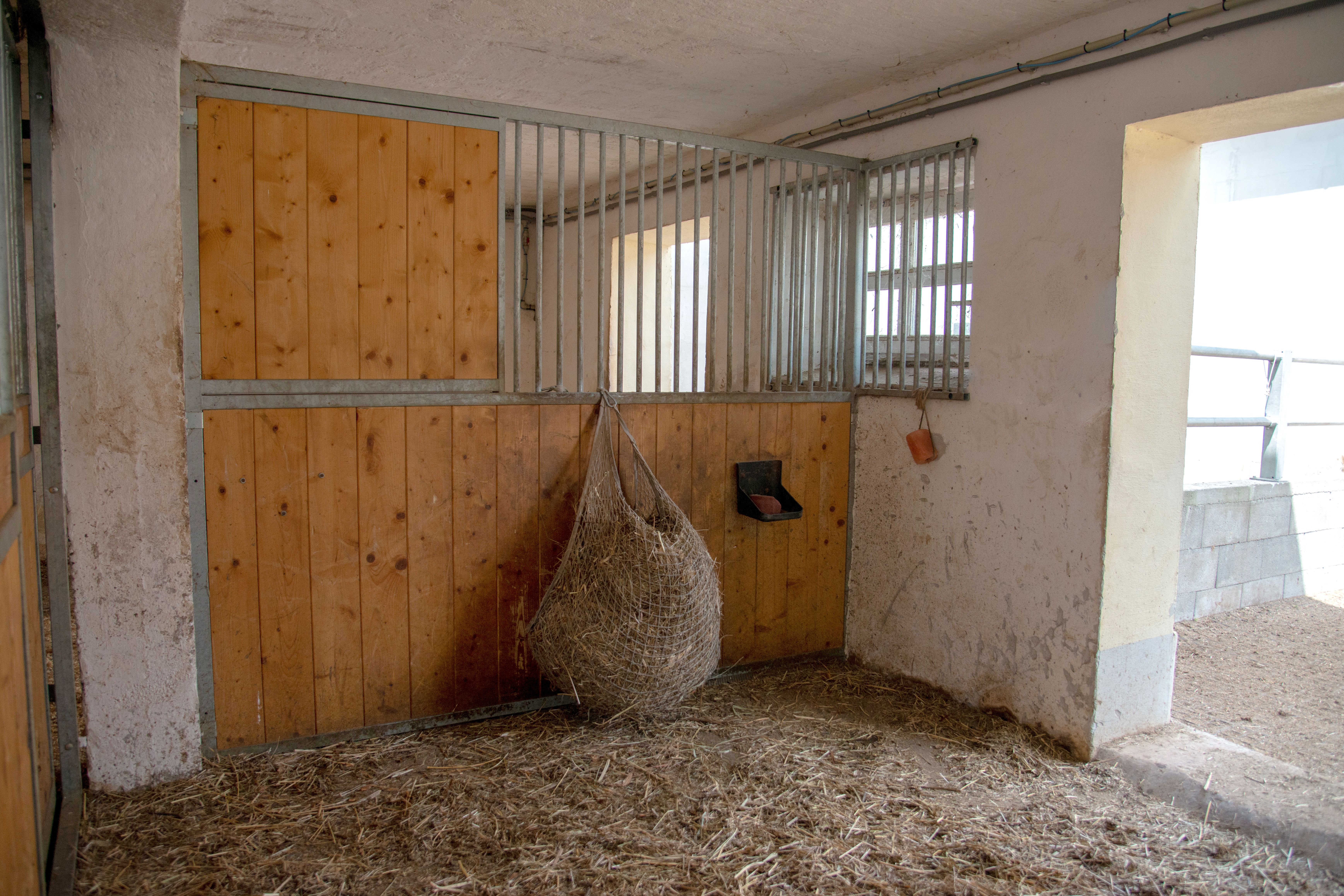 Hippo Campus, stable