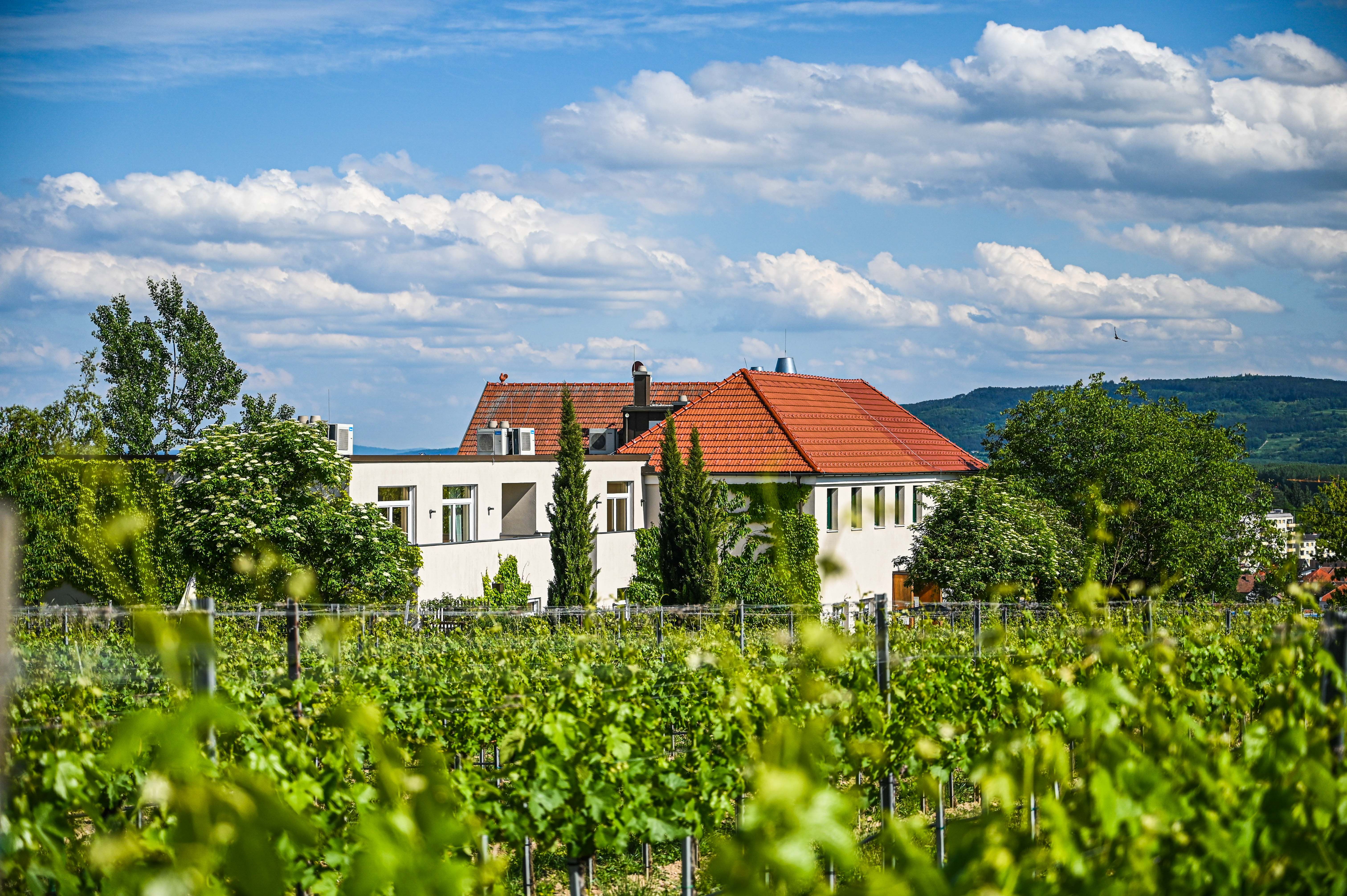 View of vineyards & inn