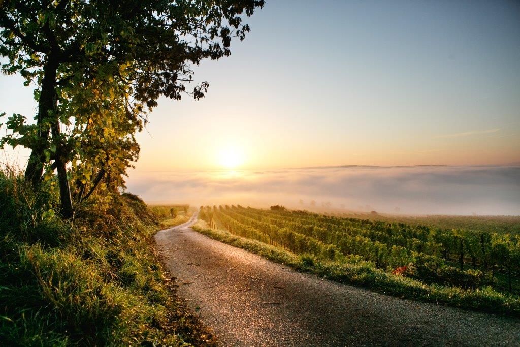 Autumn atmosphere in the vineyards around Nußdorf