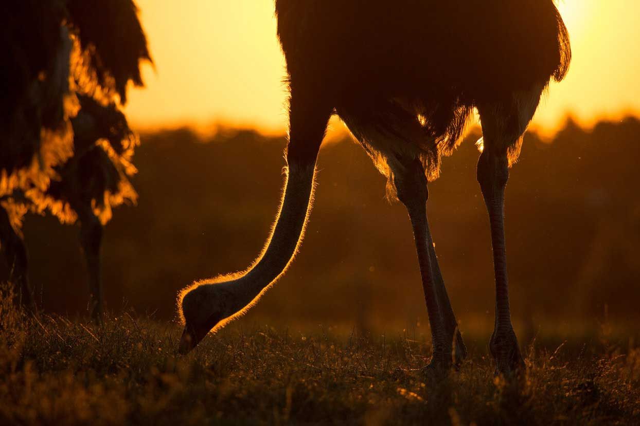 Ostrich gardener