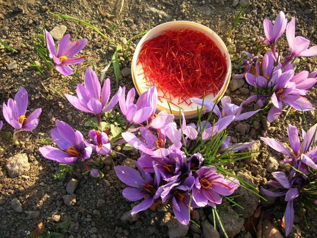 Saffron flowers and collected saffron threads in a bowl on the floor.