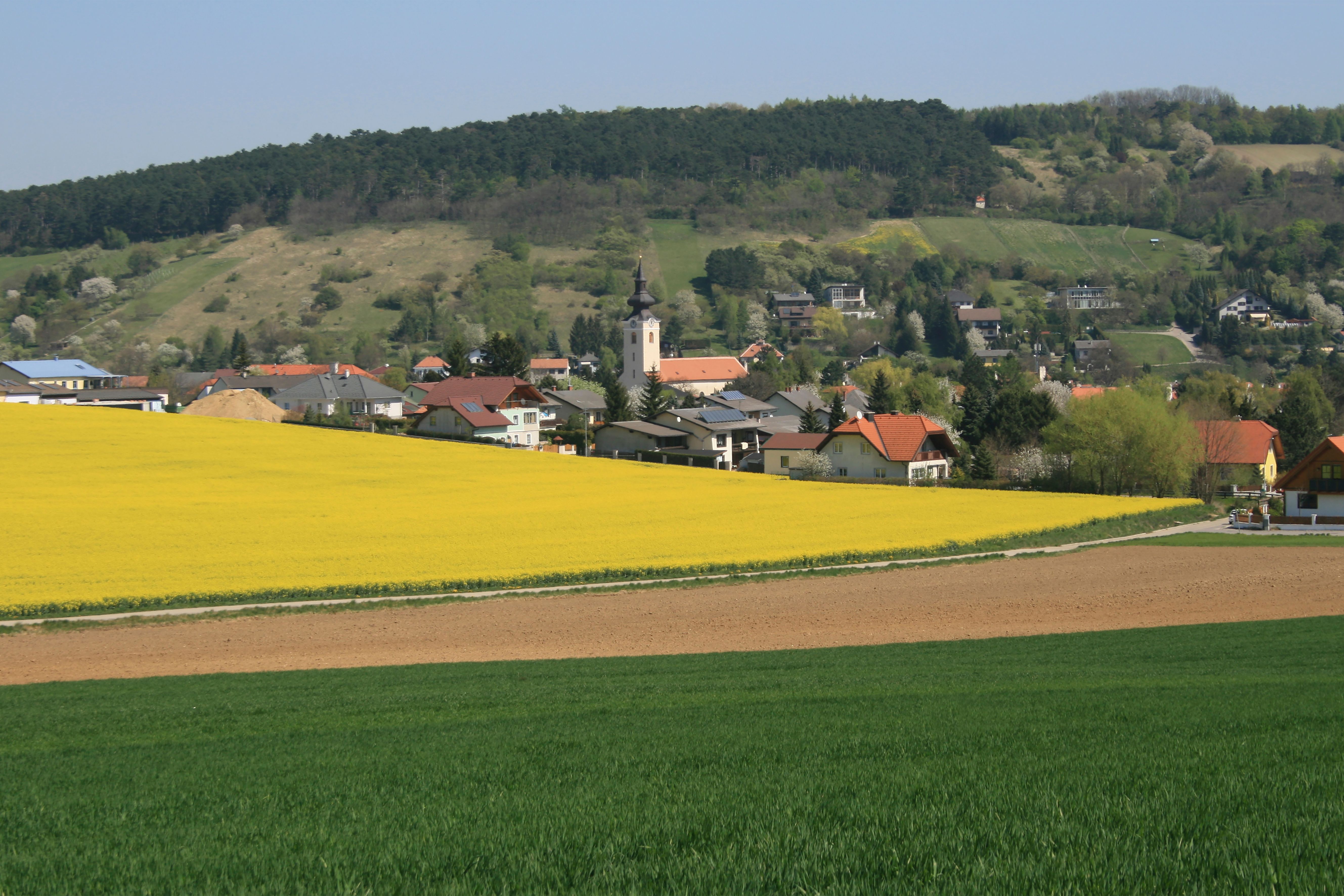 Landscape with yellow rape field, village and wooded hills in the background.