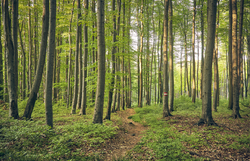Ein sanfter Pfad schlängelt sich durch den üppigen Buchenwald, wo das Sonnenlicht sanft durch das dichte Blätterdach fällt. Die frische, klare Luft und das sanfte Rascheln der Blätter laden dazu ein, die Seele baumeln zu lassen und die Schönheit der Natur zu genießen.