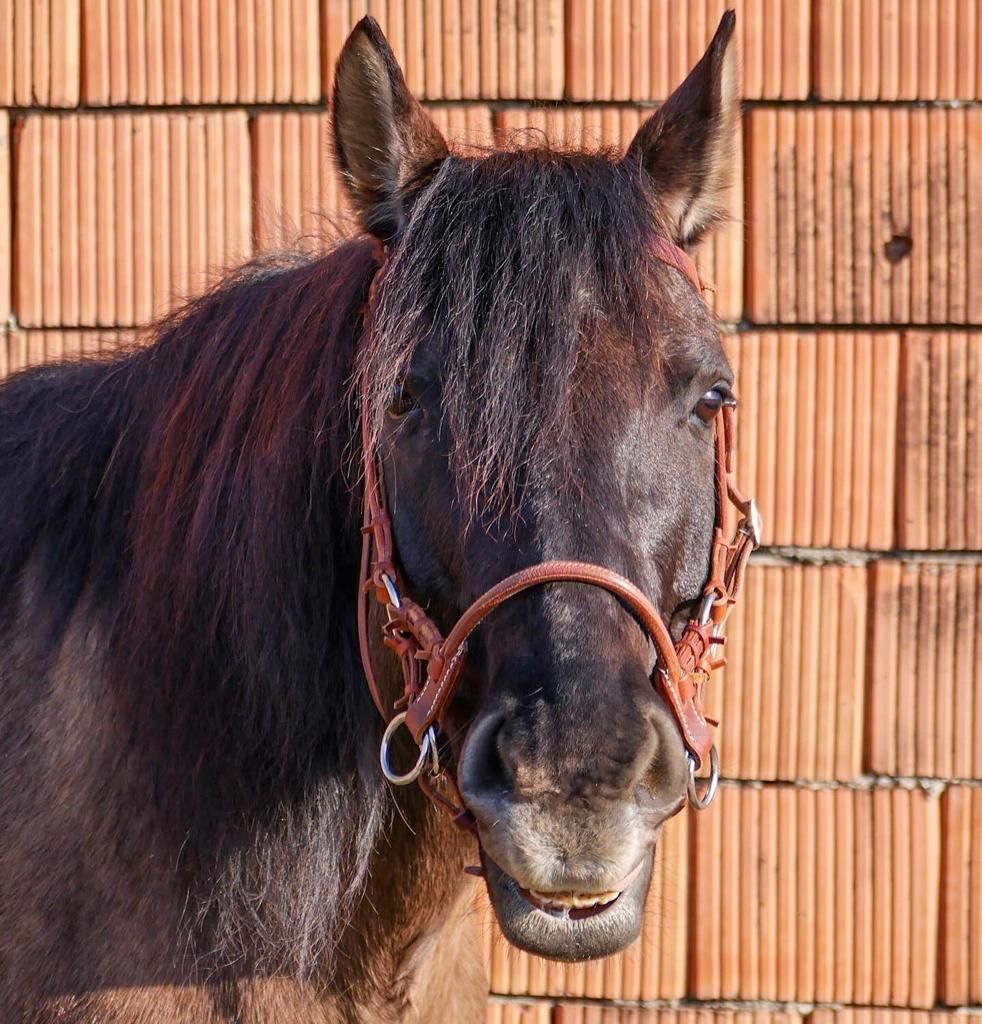 Close-up of a black horse with a brown bridle in front of a brick wall.