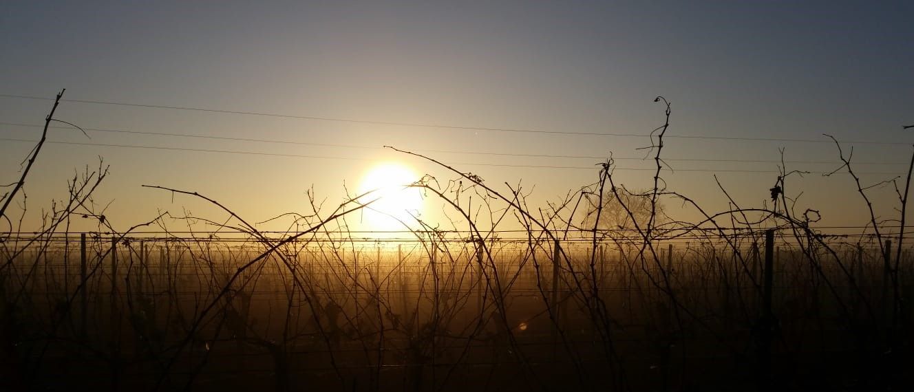 Sunset behind a vineyard with bare vines.