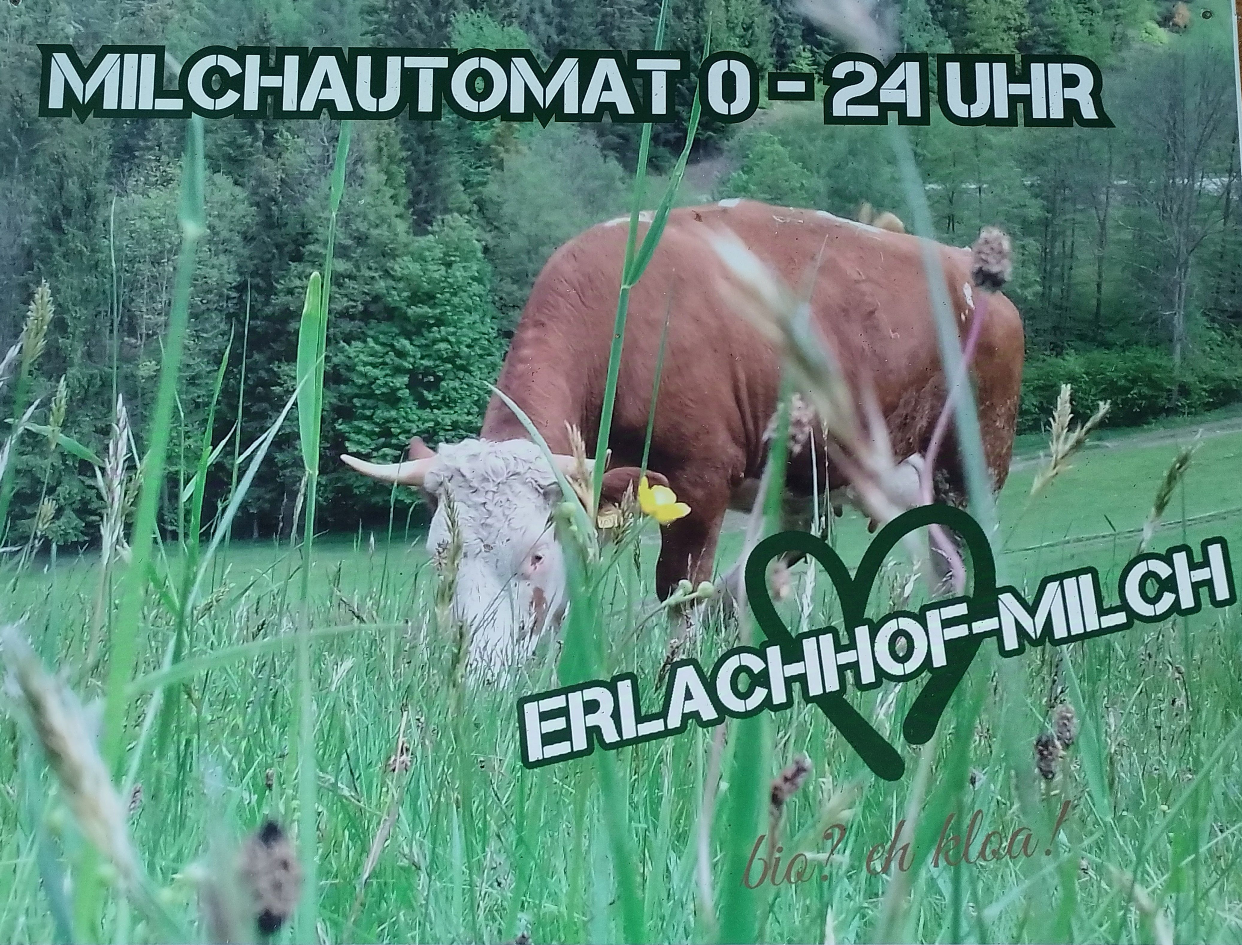 A cow in a meadow with text about the Erlachhof