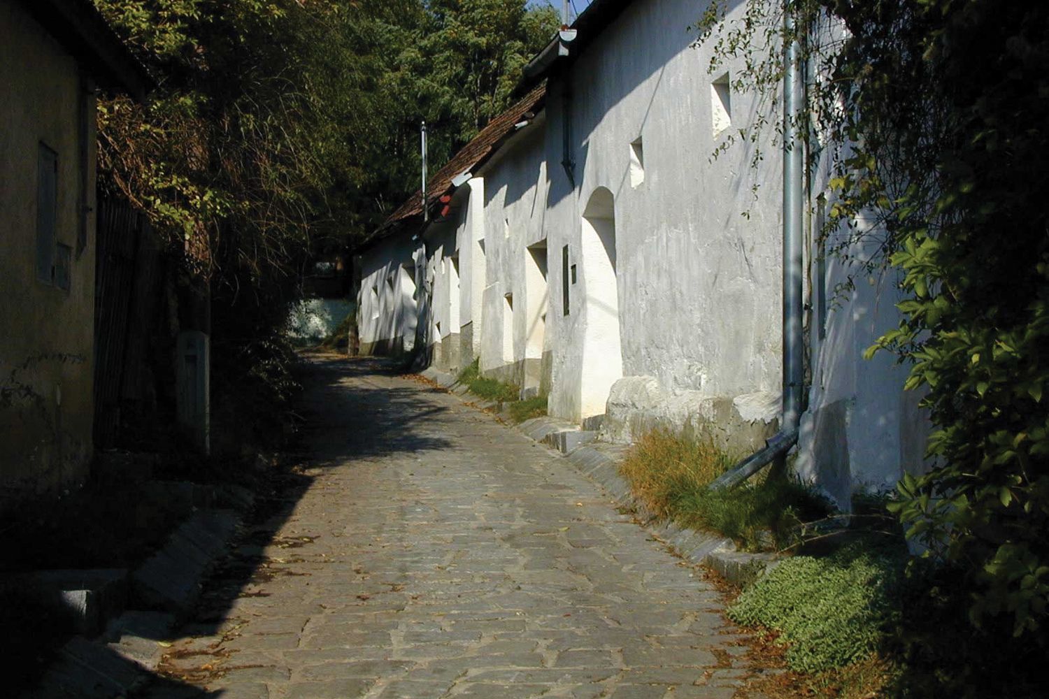 A narrow, cobbled lane with white buildings and green vegetation in Enzersfeld.