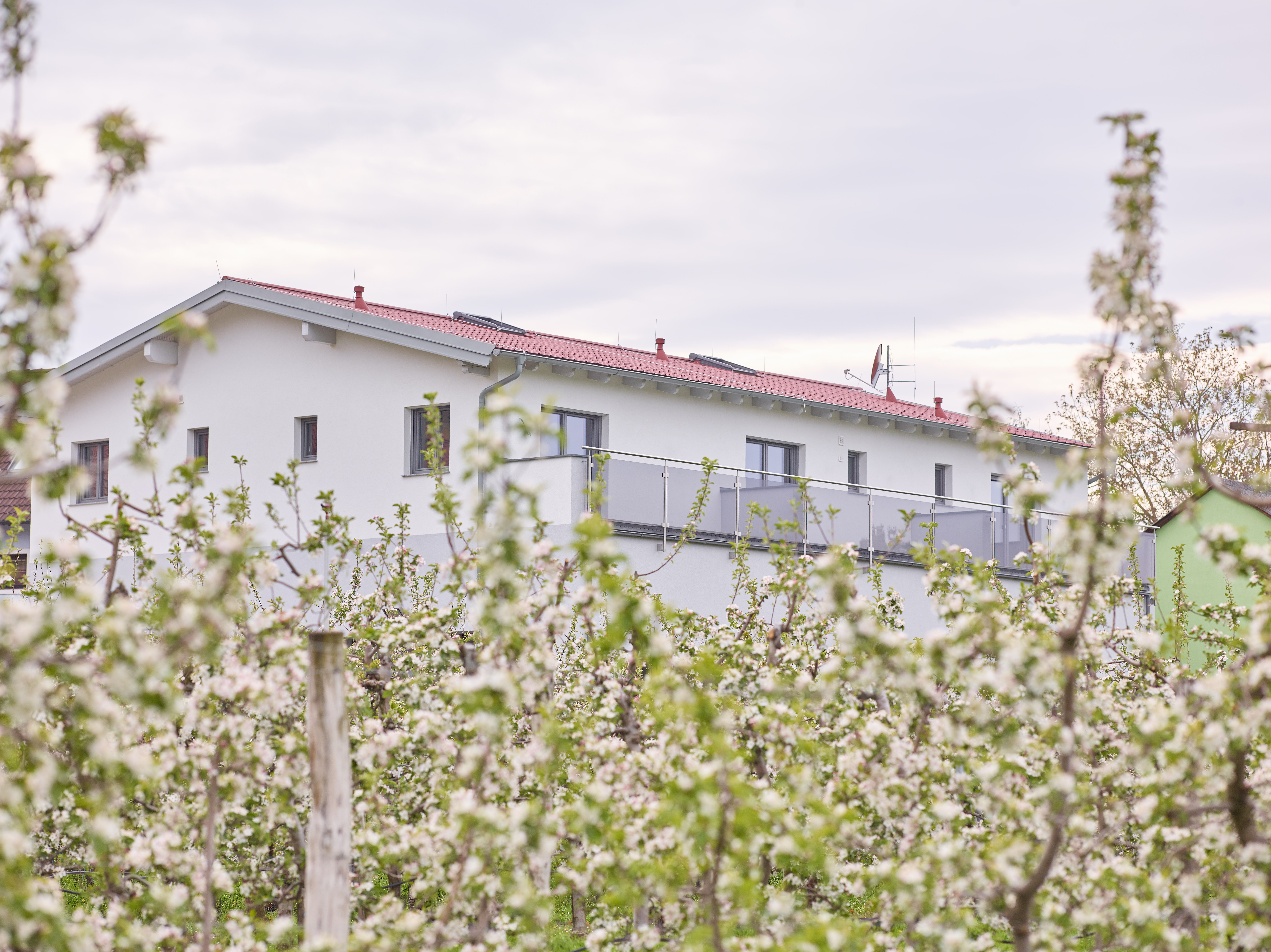 Blossoming apricot trees in front of a modern building with a red roof.