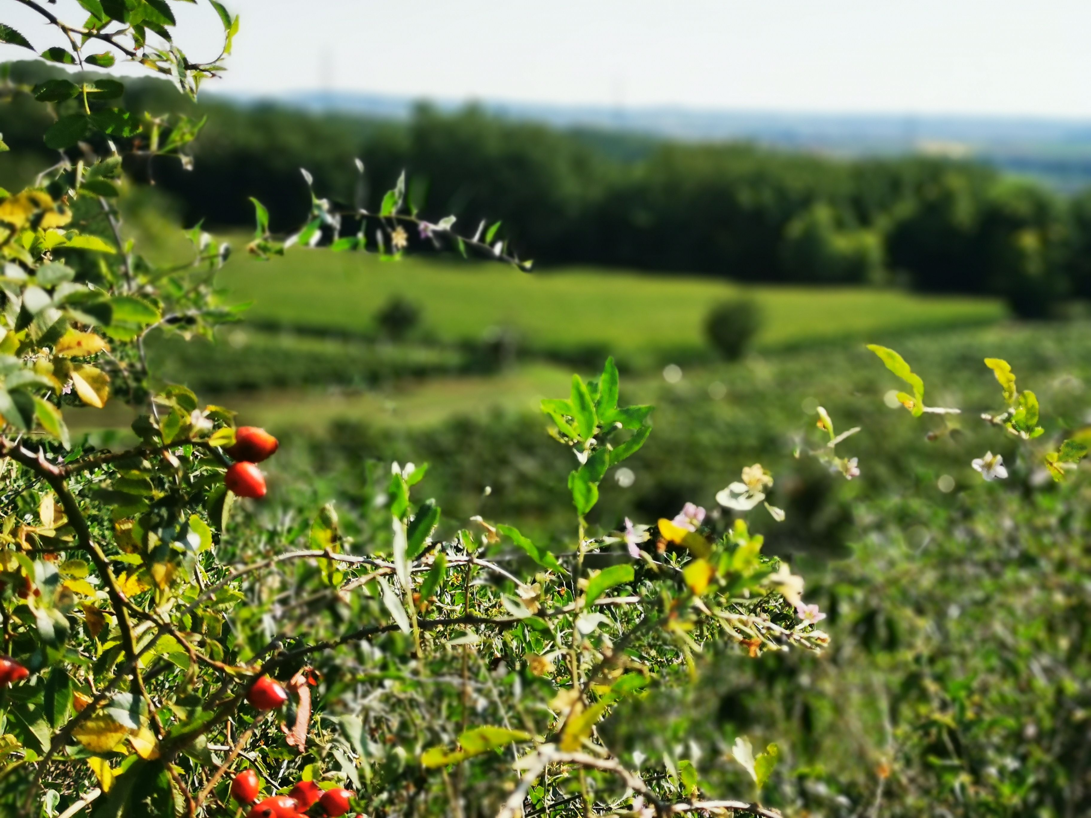 Rose hips on a bush with a blurred background of a green landscape.