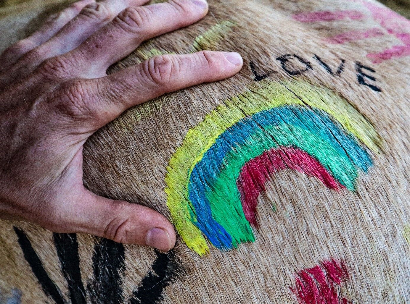 Close-up of a hand on a horse's coat with colorful drawings and the word 'LOVE'.