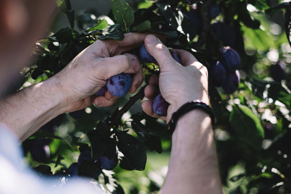 Hands picking plums from a tree.