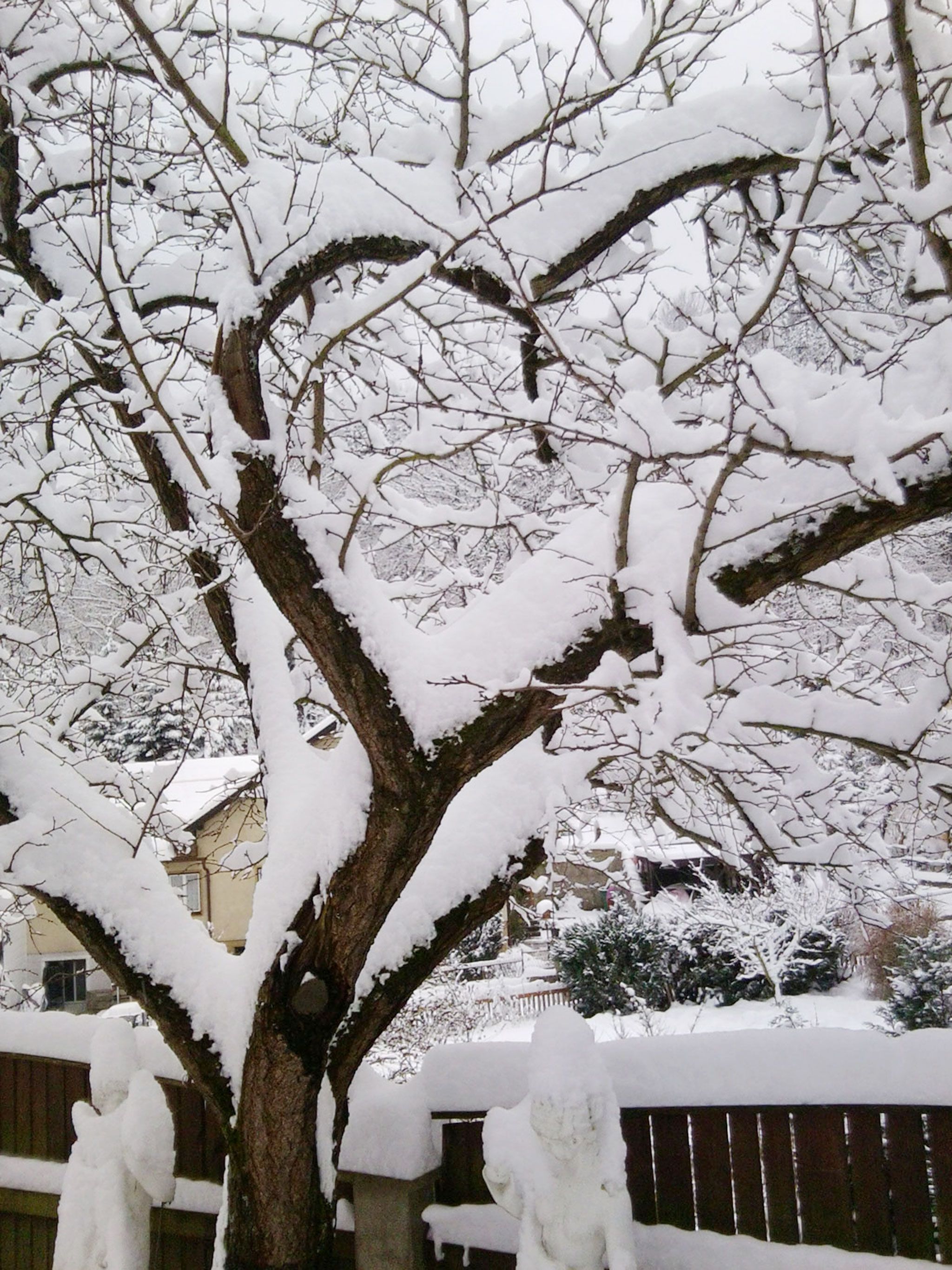 A snow-covered tree in winter with bare branches and snow on the ground.