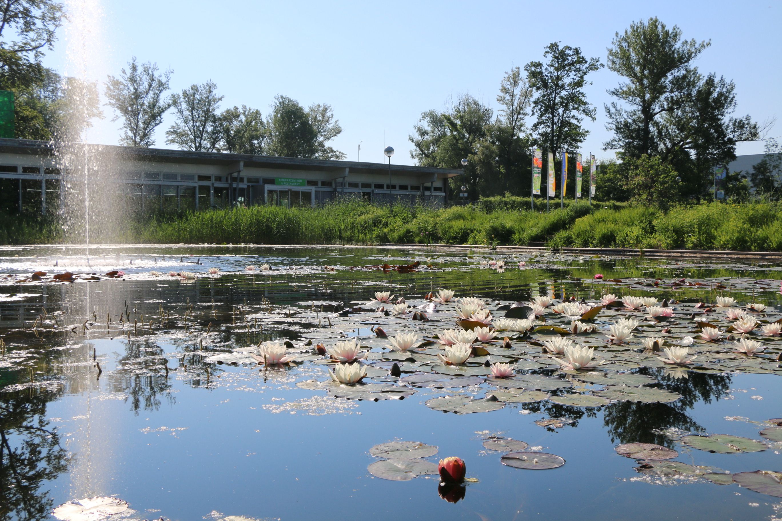A pond with water lilies in the foreground, surrounded by trees with the Tulln Garden building in the background.