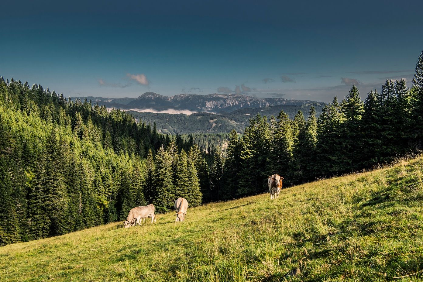 View from the Kranichberger Schwaig